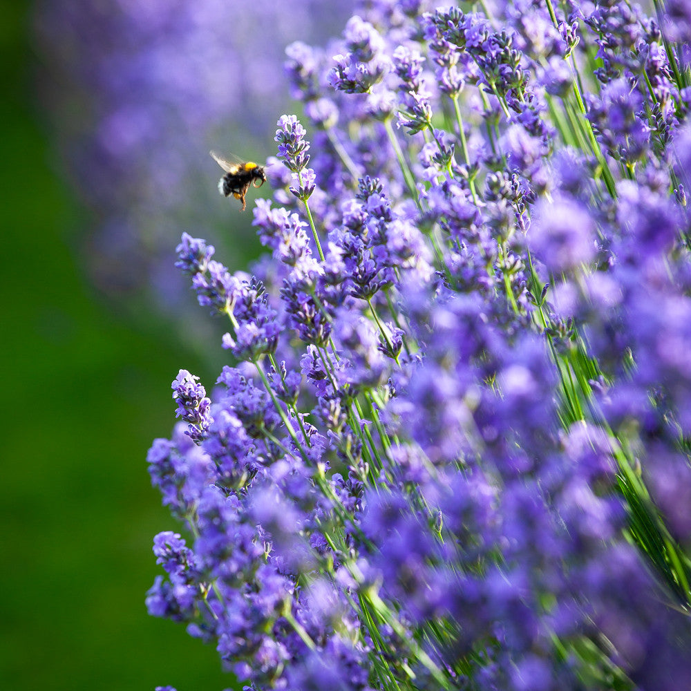 Lavandula angustifolia 'Hidcote'