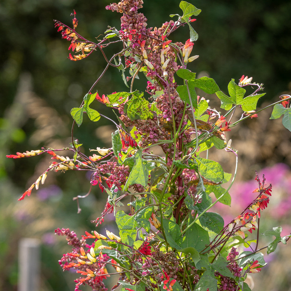 Ipomoea lobata
