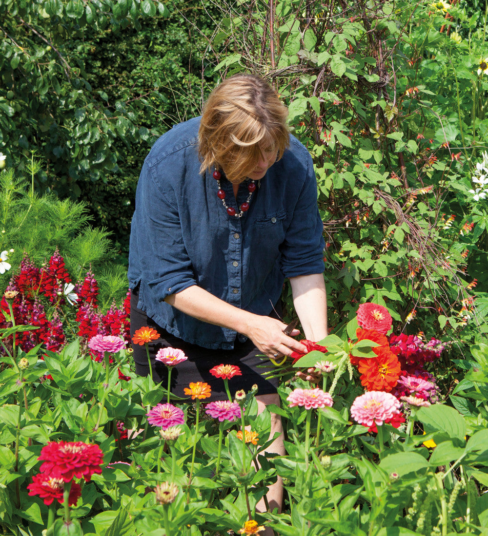 Zinnia elegans 'Giant Dahlia Mix'