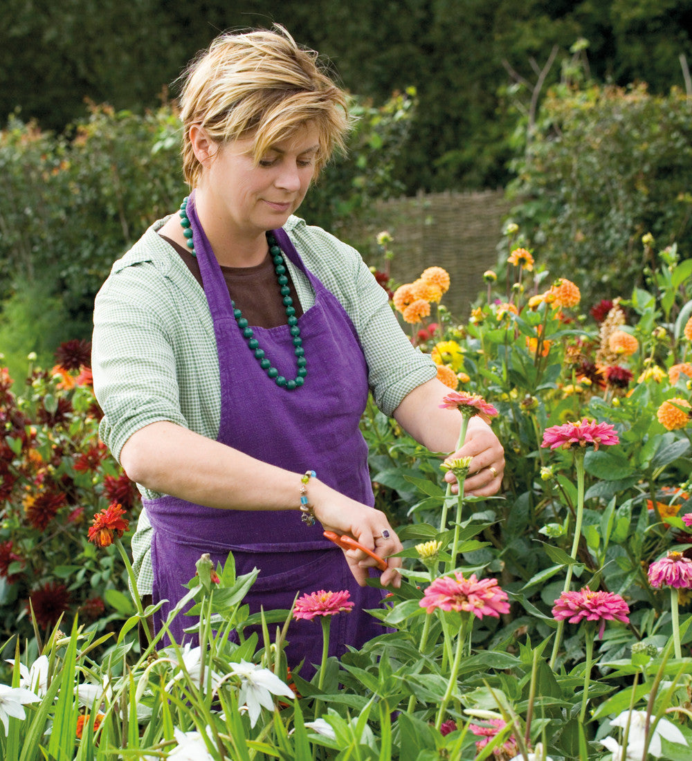 Zinnia elegans 'Giant Dahlia Mix'