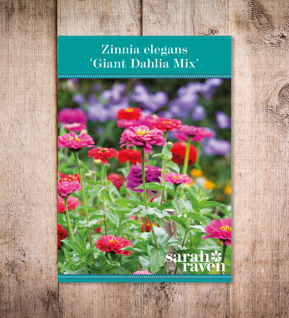 Zinnia elegans 'Giant Dahlia Mix'