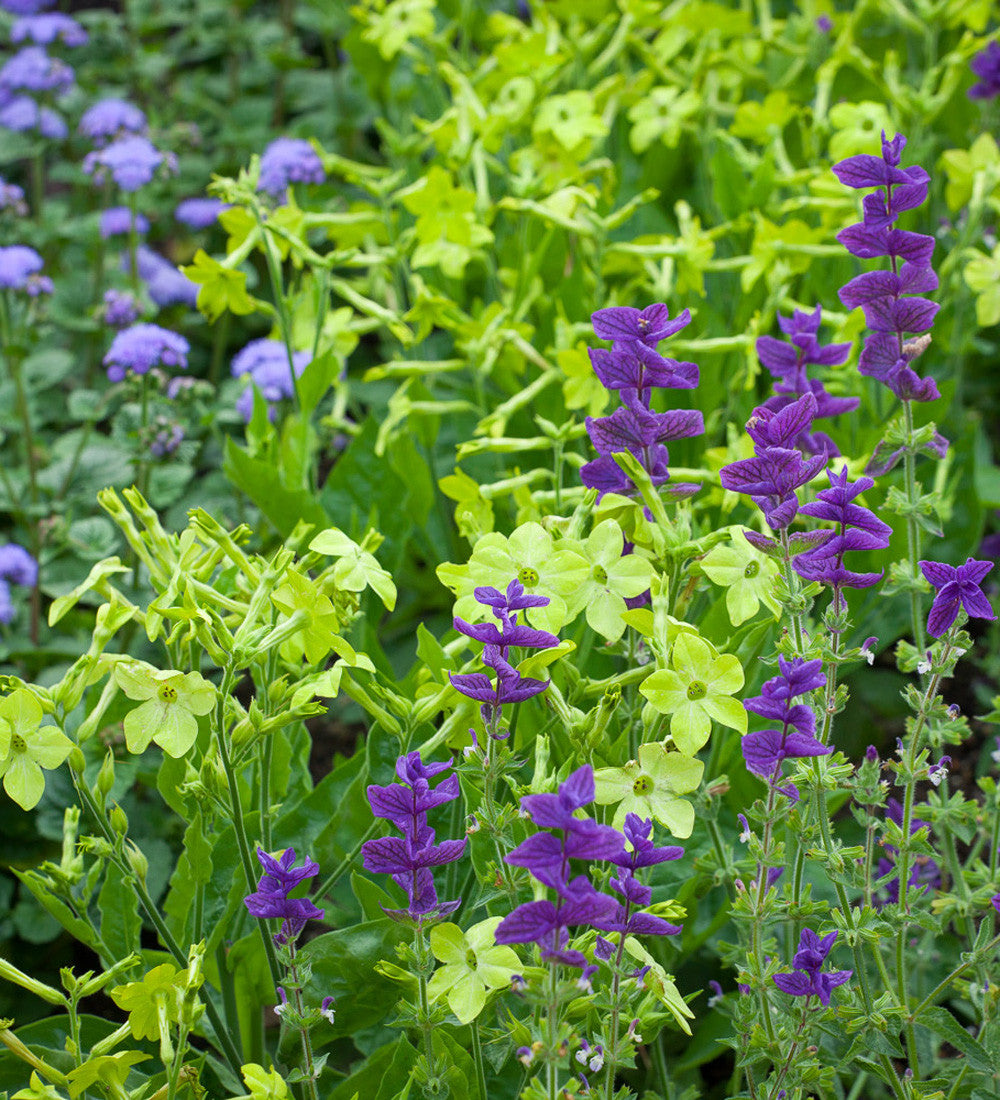 Nicotiana alata 'Lime Green'