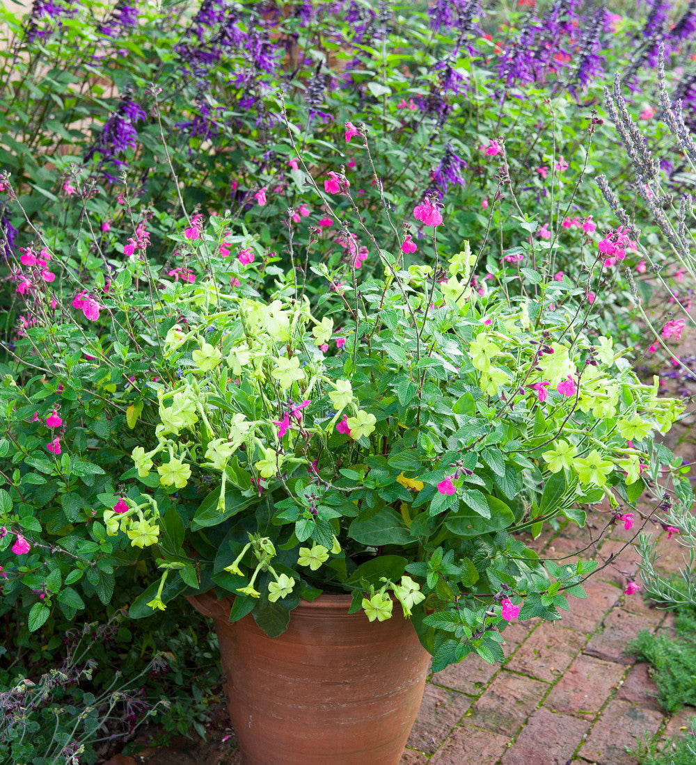 Nicotiana alata 'Lime Green'