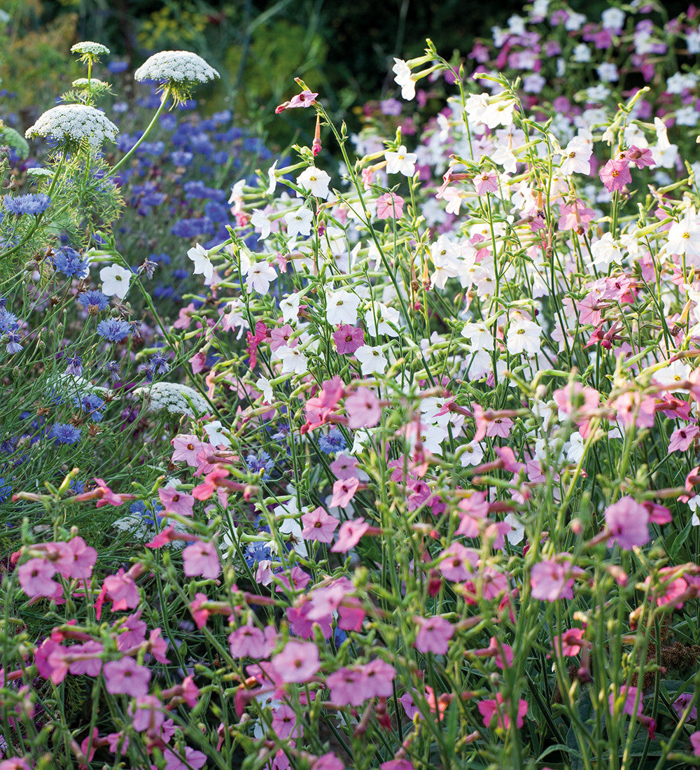 Nicotiana 'Whisper Mixed' F1
