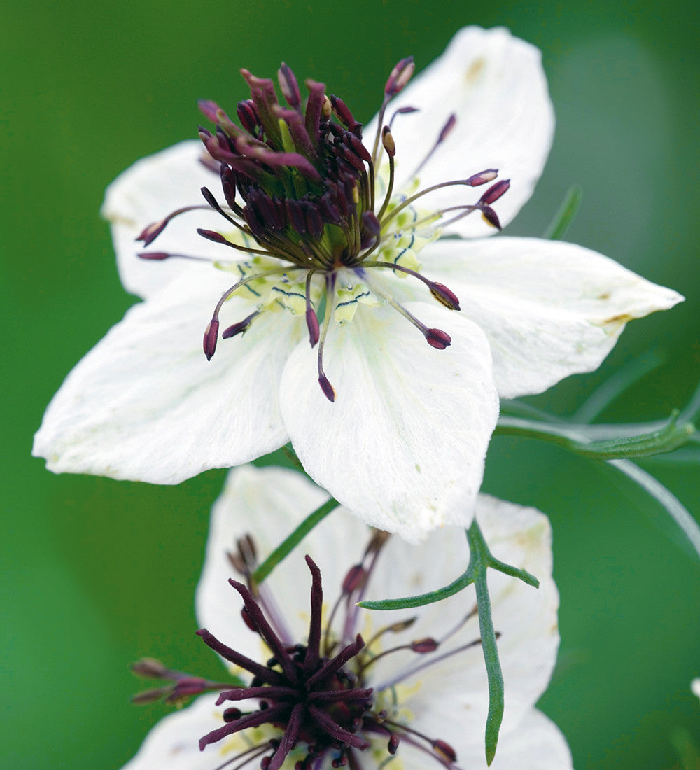 Nigella papillosa 'African Bride'