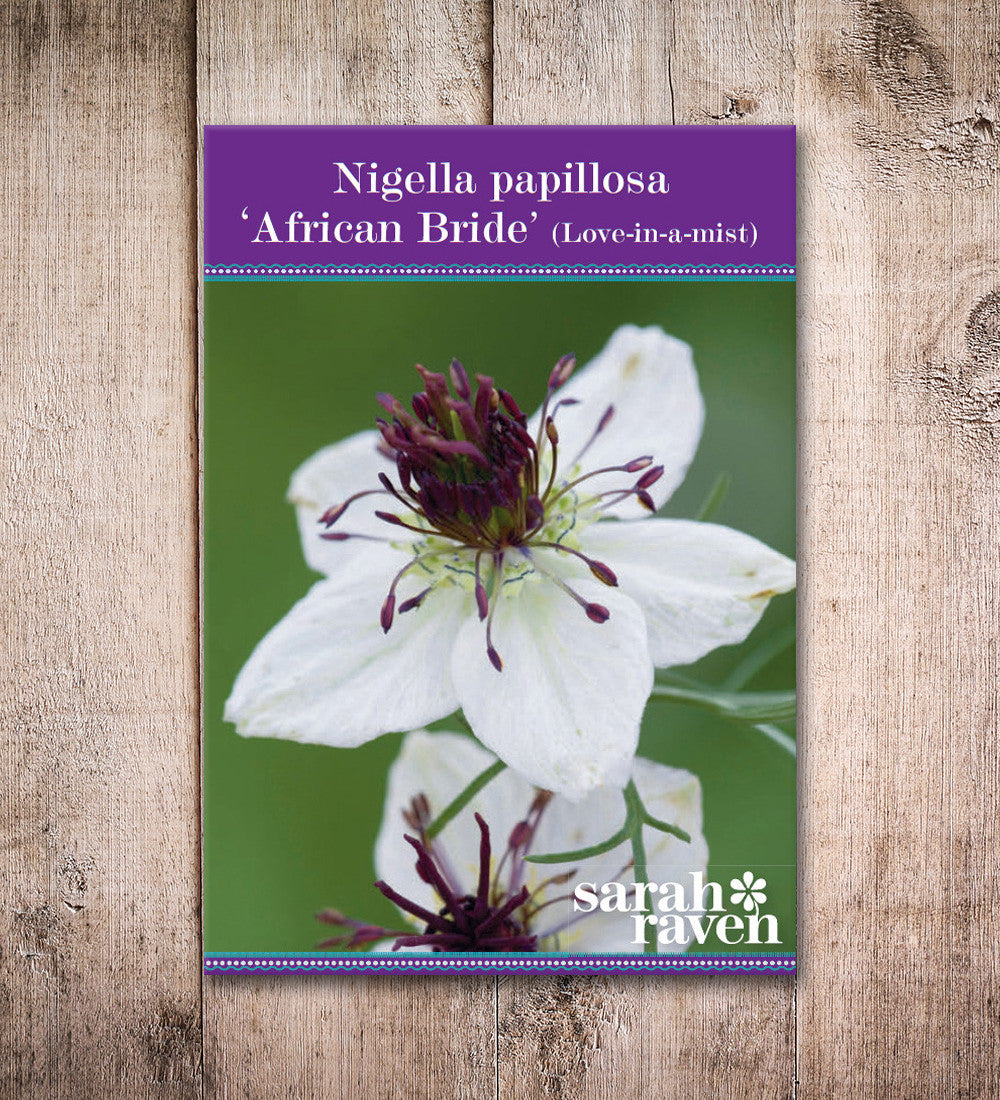 Nigella papillosa 'African Bride'