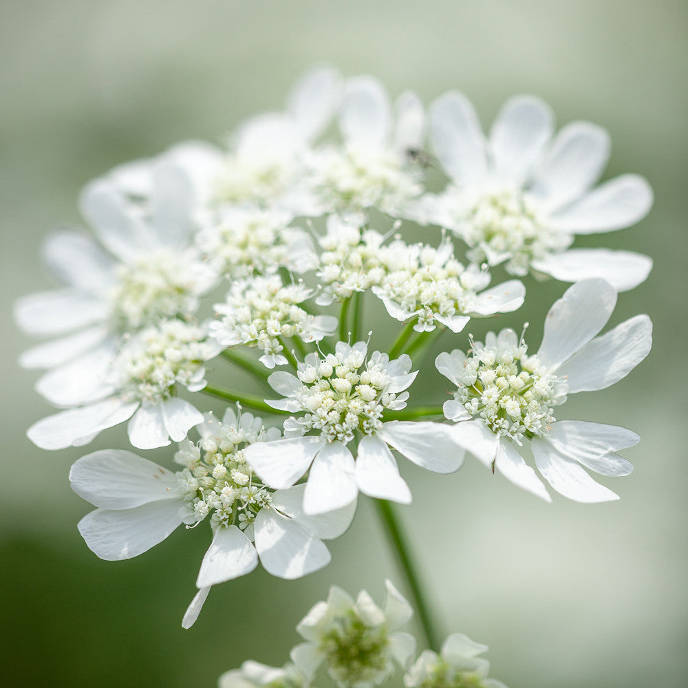 Orlaya grandiflora