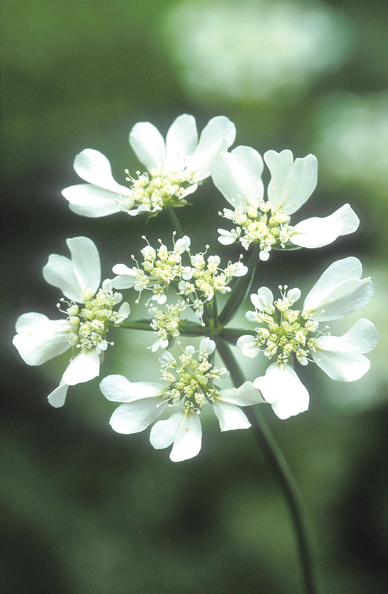 Orlaya grandiflora