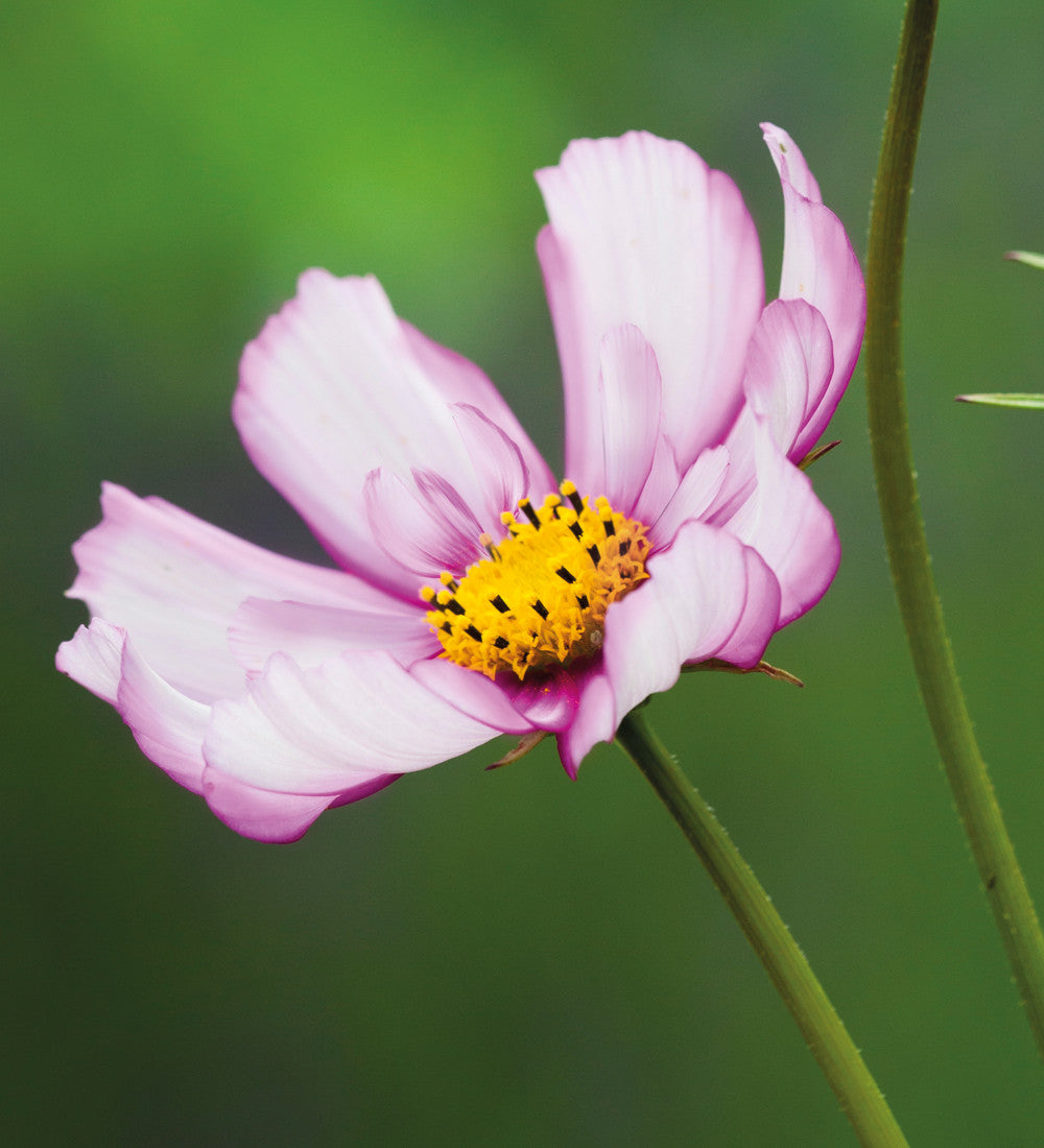 Pale Cosmos Collection/Mix