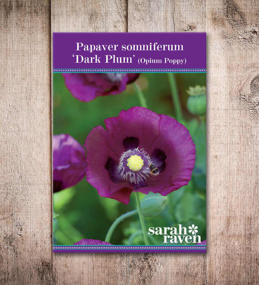Papaver somniferum 'Dark Plum'
