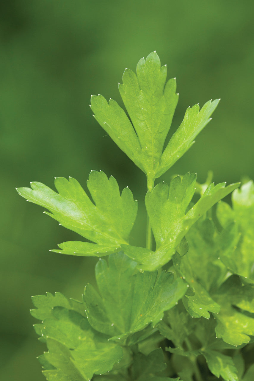 Flat Leaf Parsley 'Gigante di Napoli' (Petroselinum crispum var. neapolitanum)