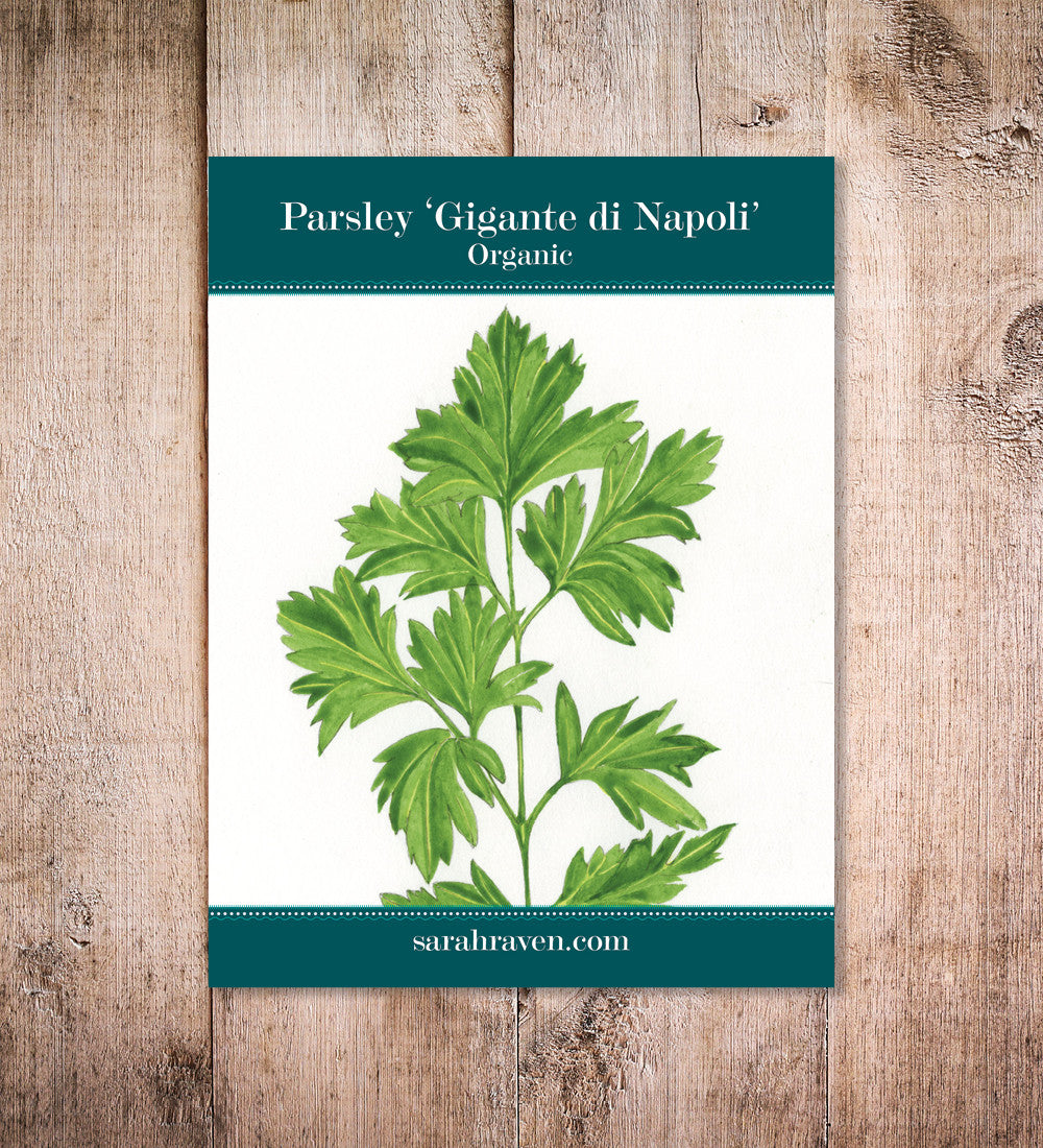 Flat Leaf Parsley 'Gigante di Napoli' (Petroselinum crispum var. neapolitanum)