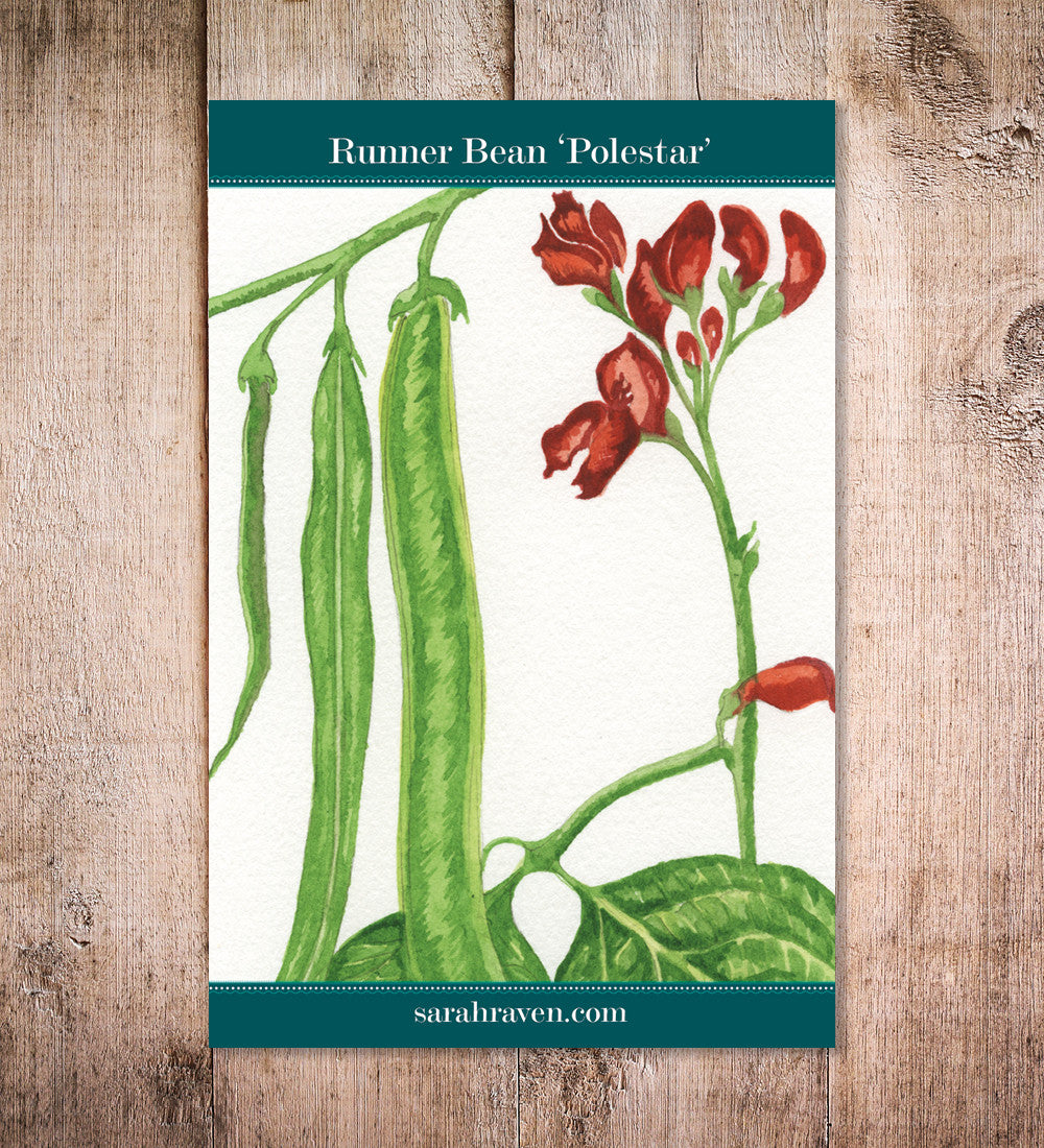Runner Bean 'Polestar'