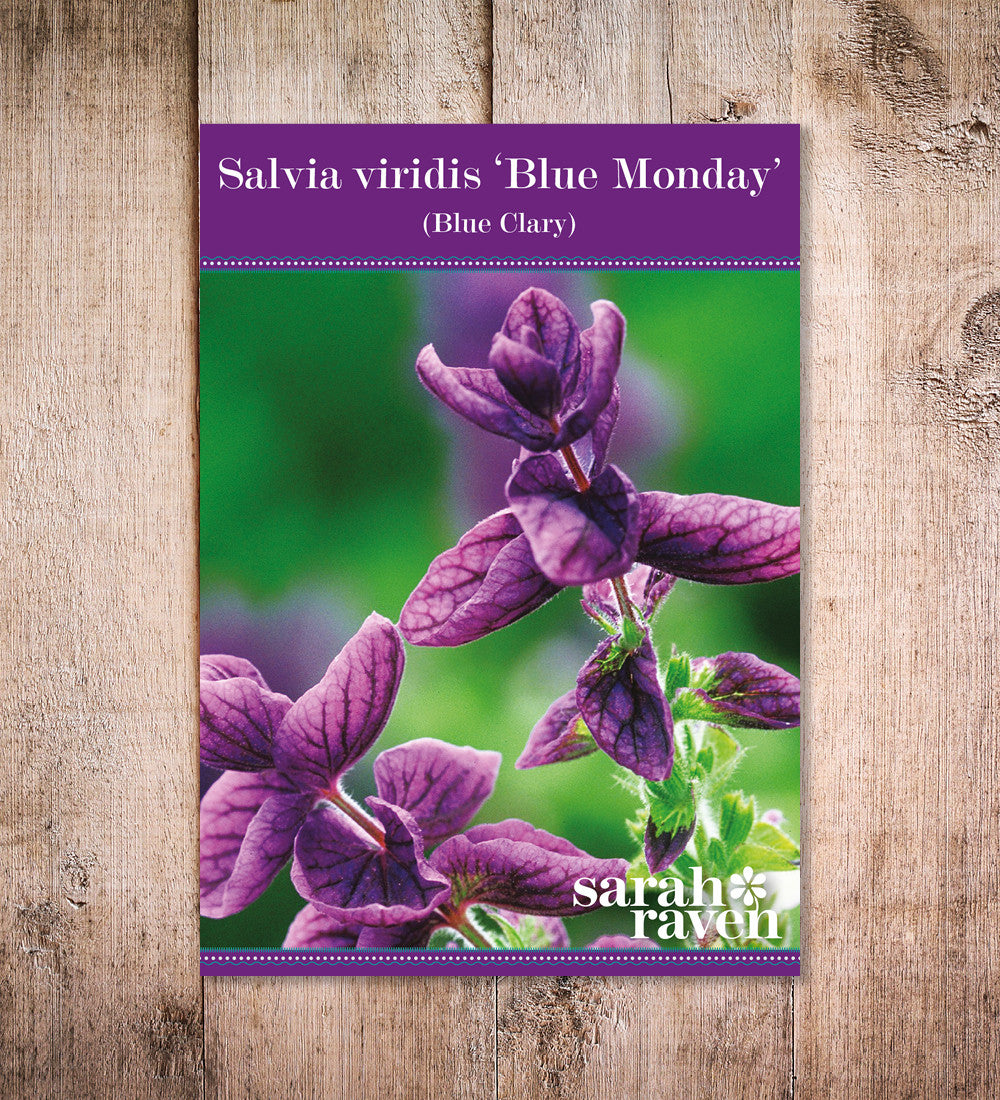 Salvia viridis 'Blue Monday'