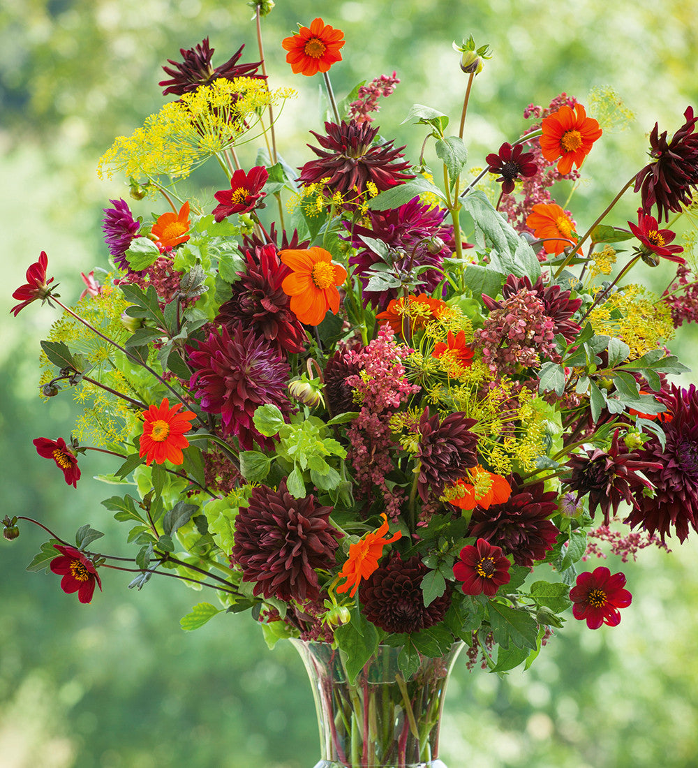 Tithonia rotundifolia ‘Torch’
