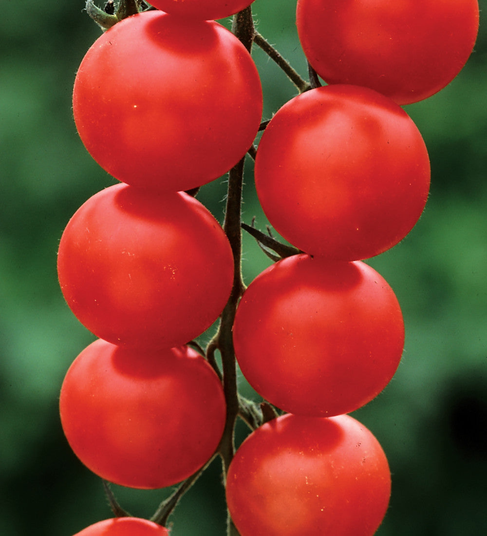 Tomato 'Gardener's Delight'