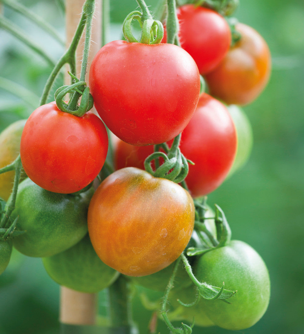 Tomato 'Stupicke Polni Rane'
