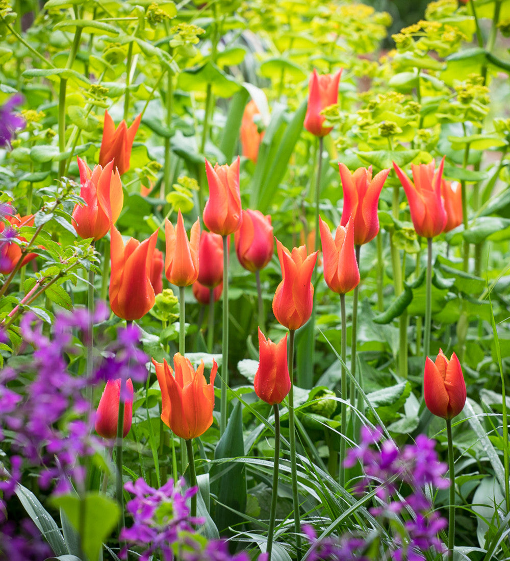 Tulip 'Ballerina'
