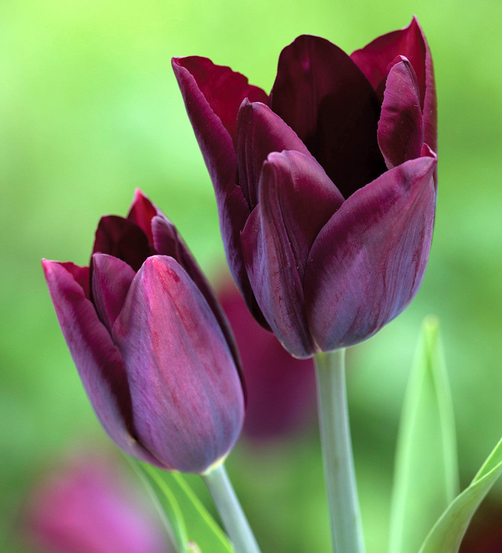 Tulip 'Havran'