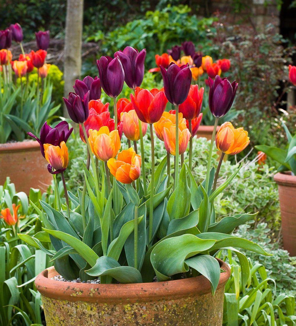Venetian Tulip Collection