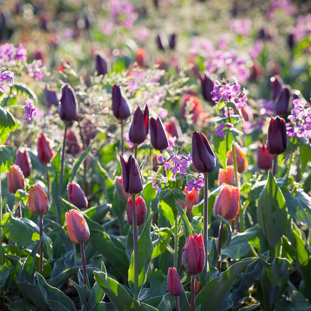 Venetian Tulip Collection