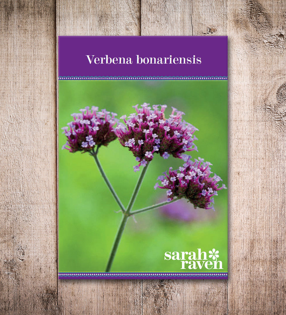Verbena bonariensis