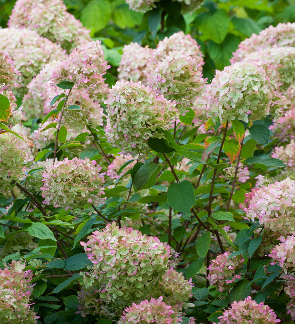 Hydrangea paniculata 'Limelight' AGM