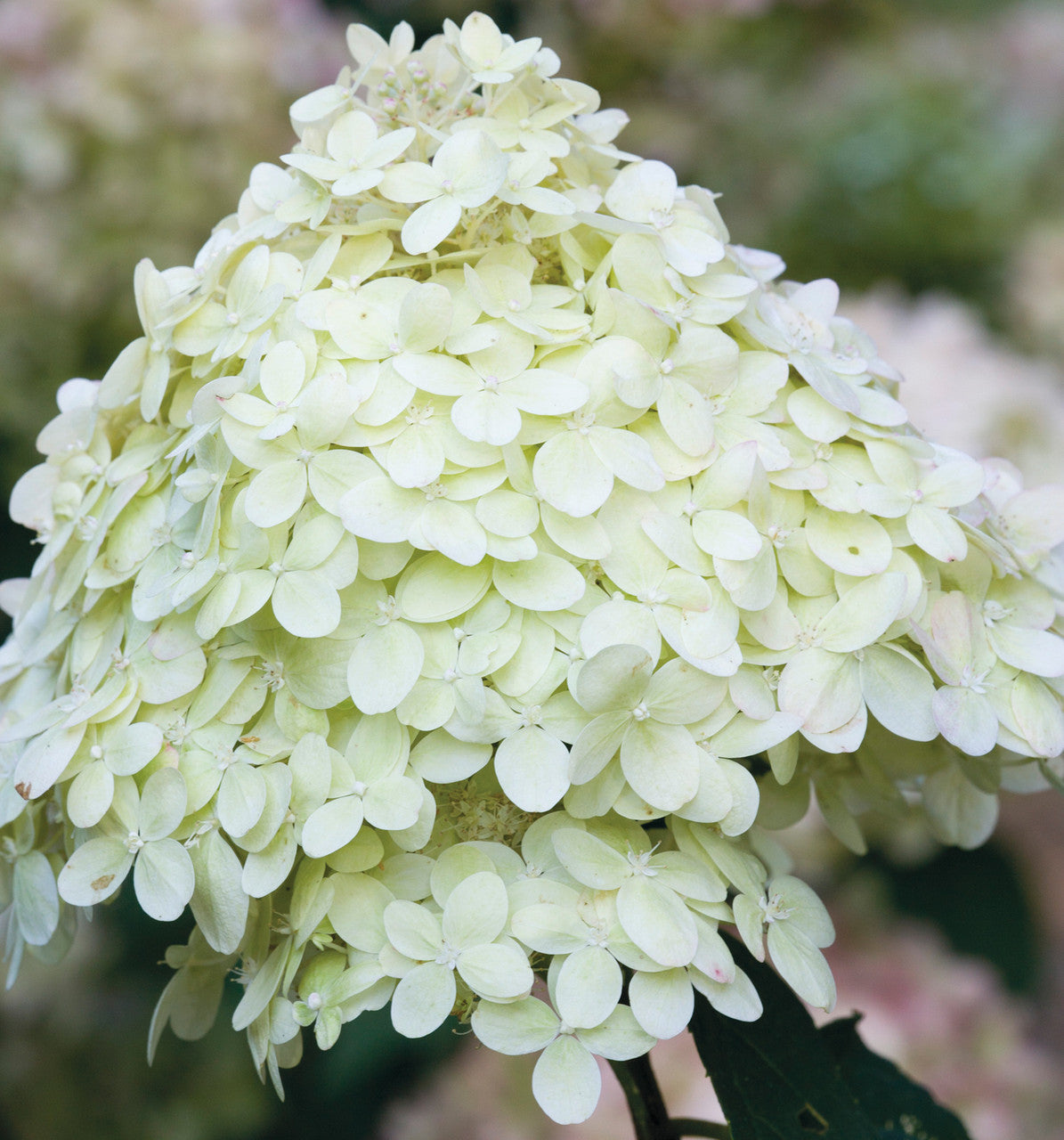 Hydrangea paniculata 'Limelight' AGM