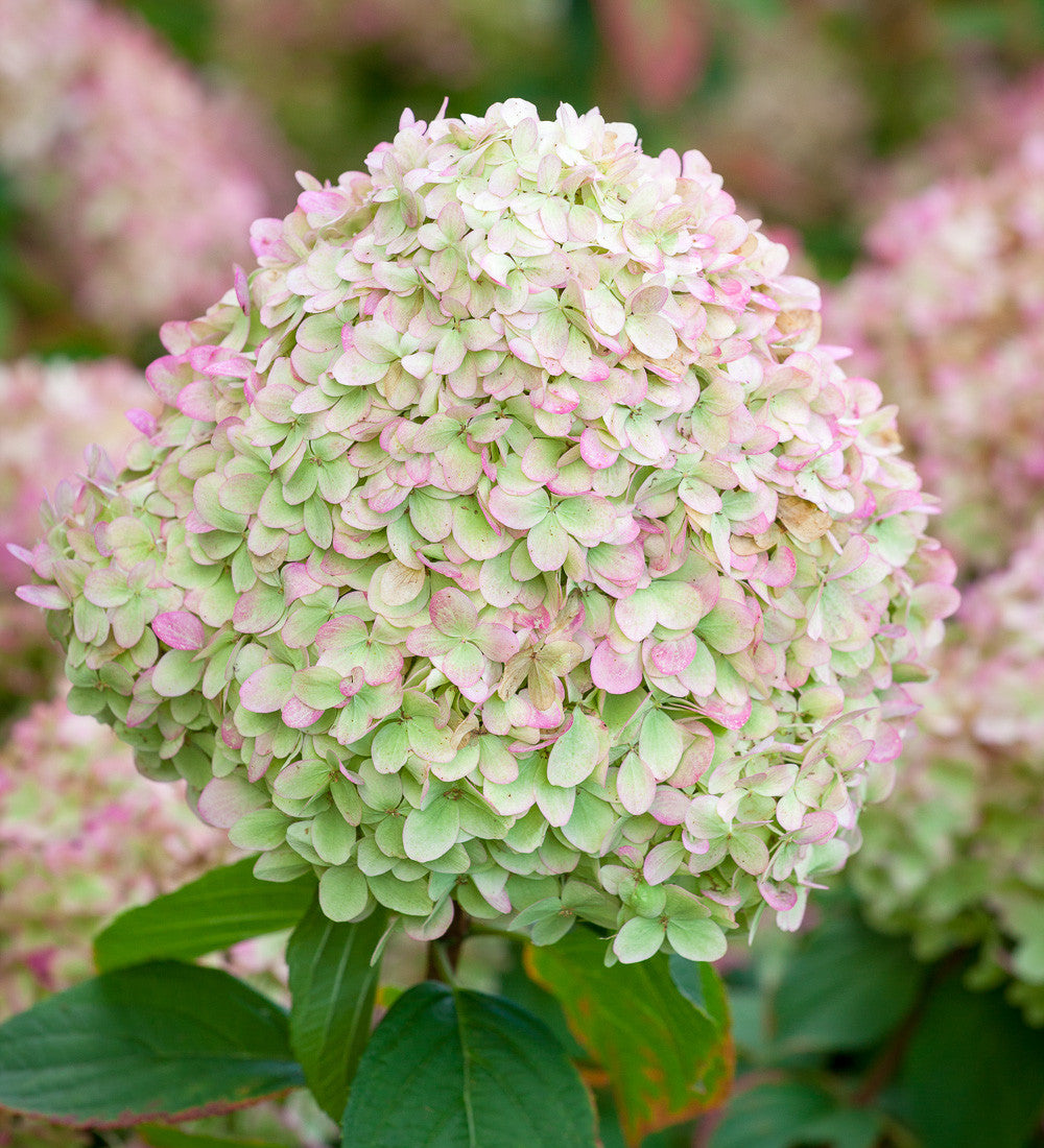 Hydrangea paniculata 'Limelight' AGM