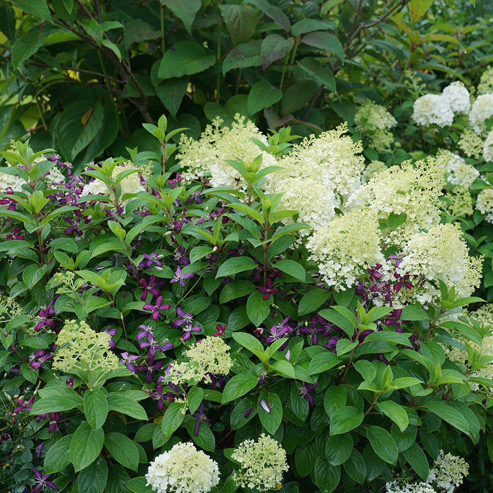 Hydrangea paniculata 'Limelight' AGM