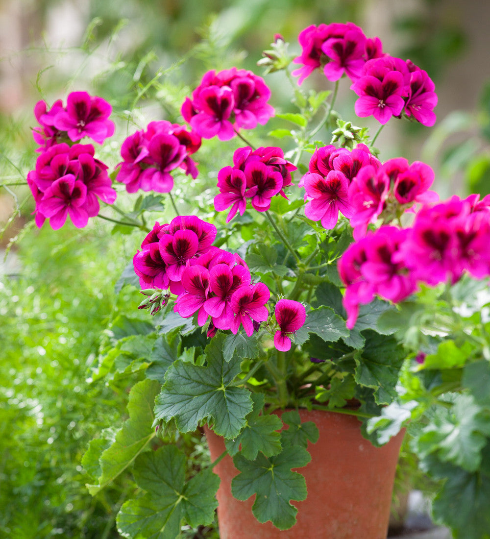 Pelargonium 'Ashby'