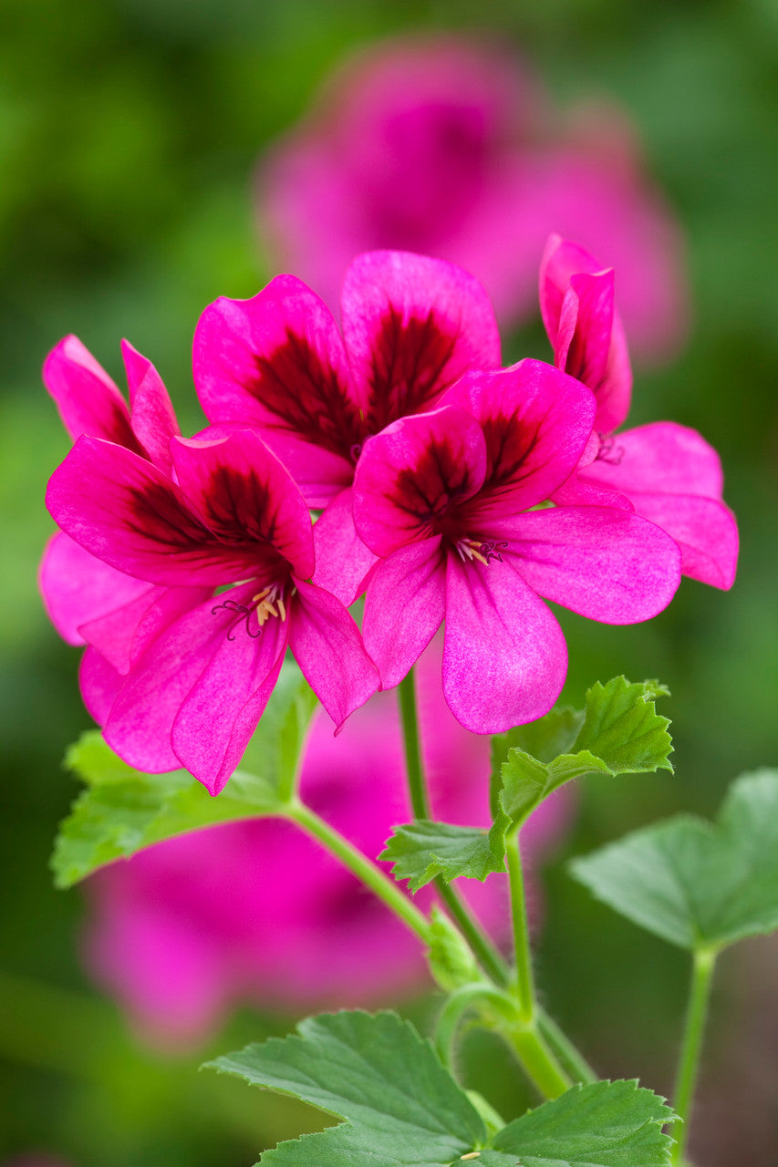 Pelargonium 'Ashby'