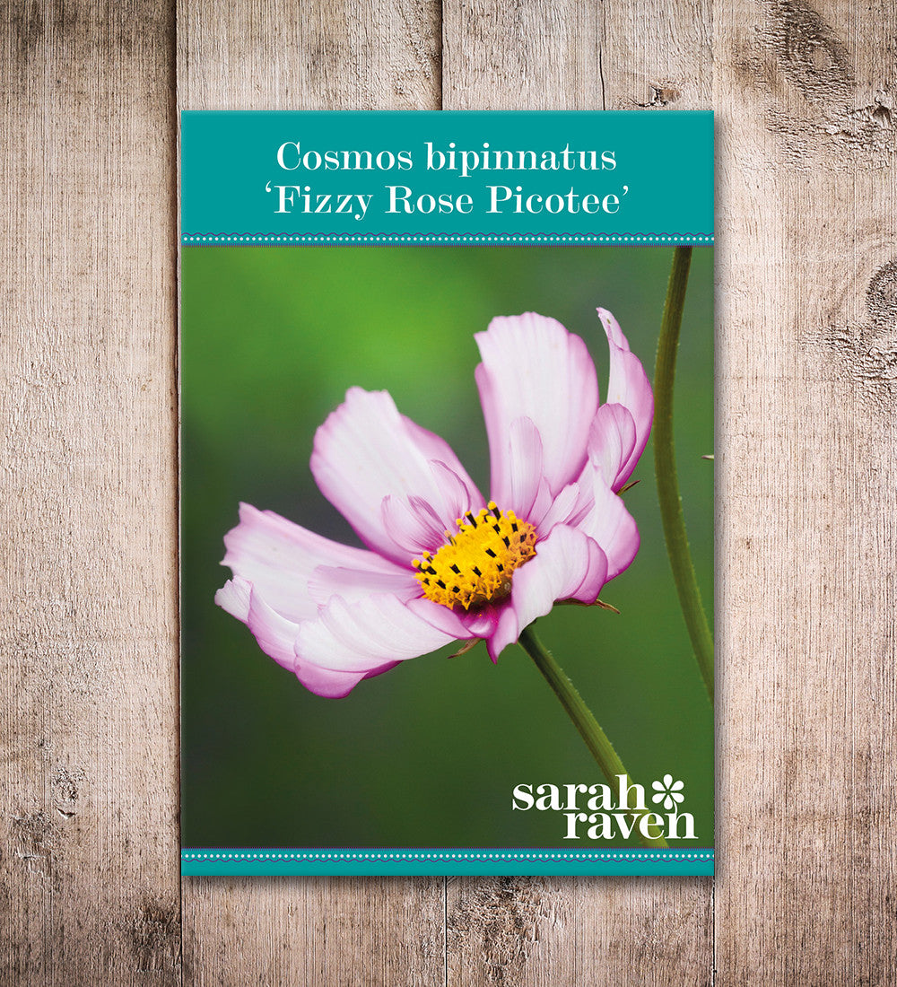 Cosmos bipinnatus 'Fizzy Rose Picotee'