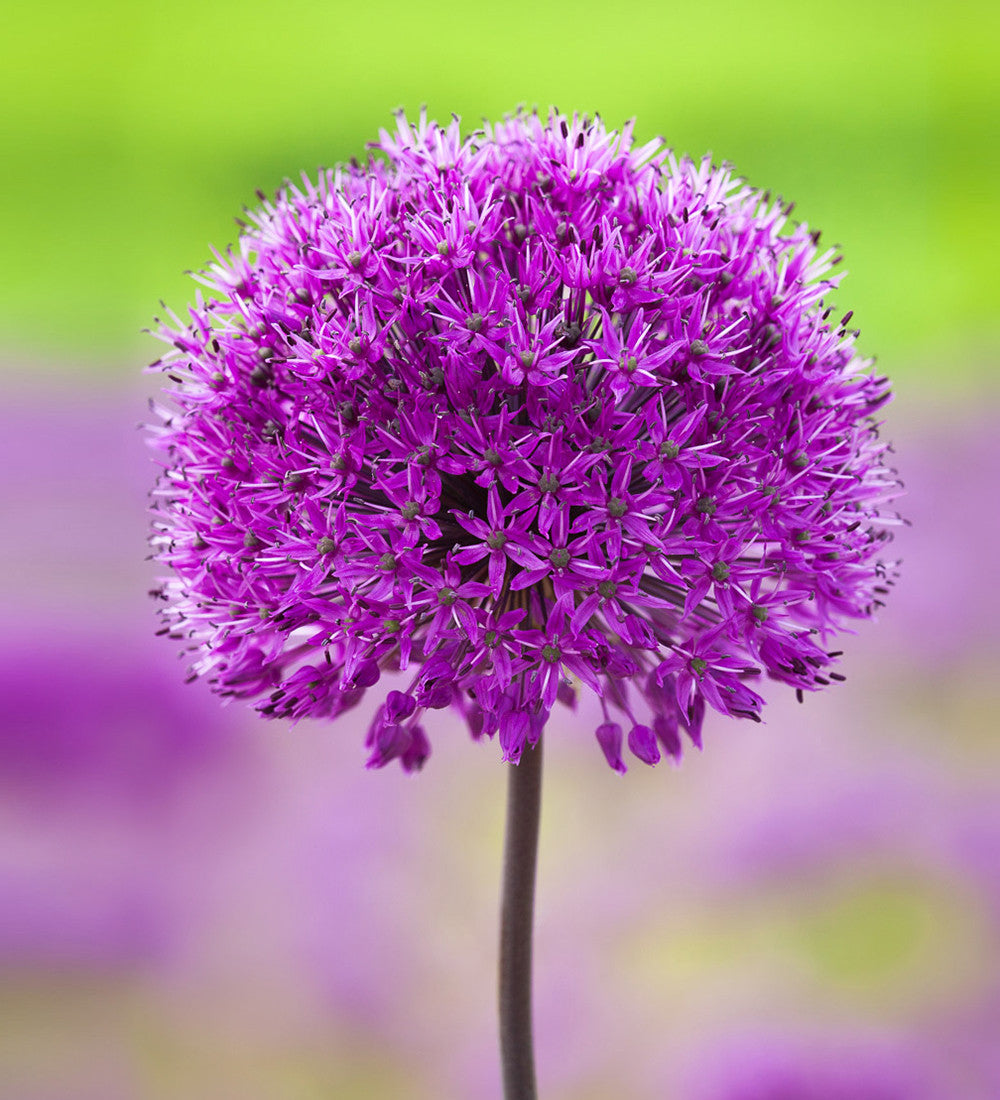 Successional Allium Collection