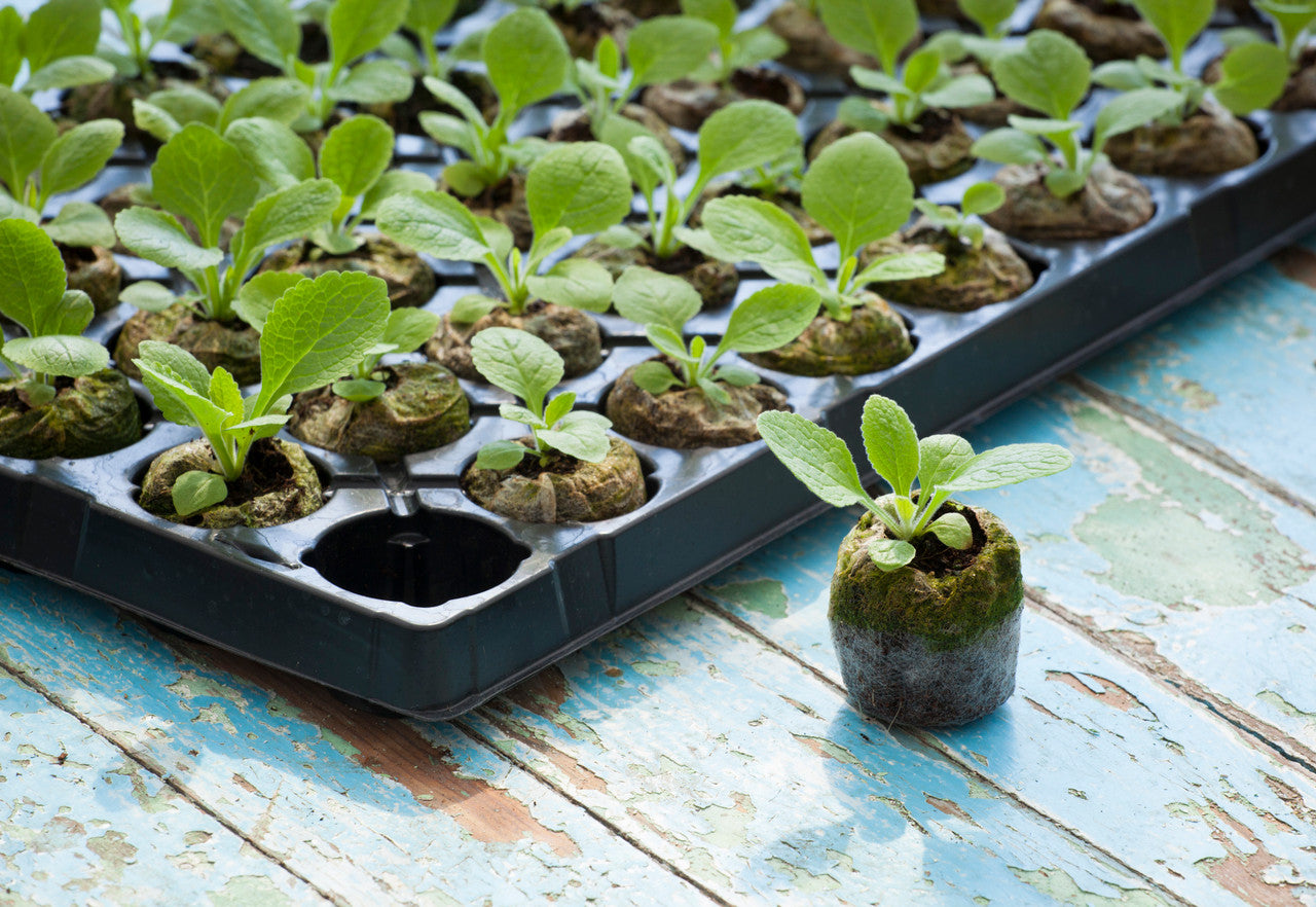 Coir Jiffy Refills