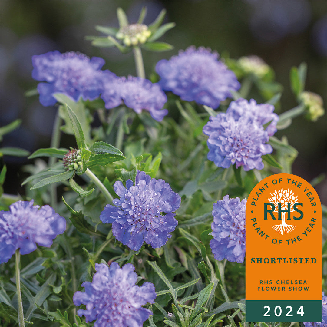 Scabiosa incisa ‘Kudo Blue'