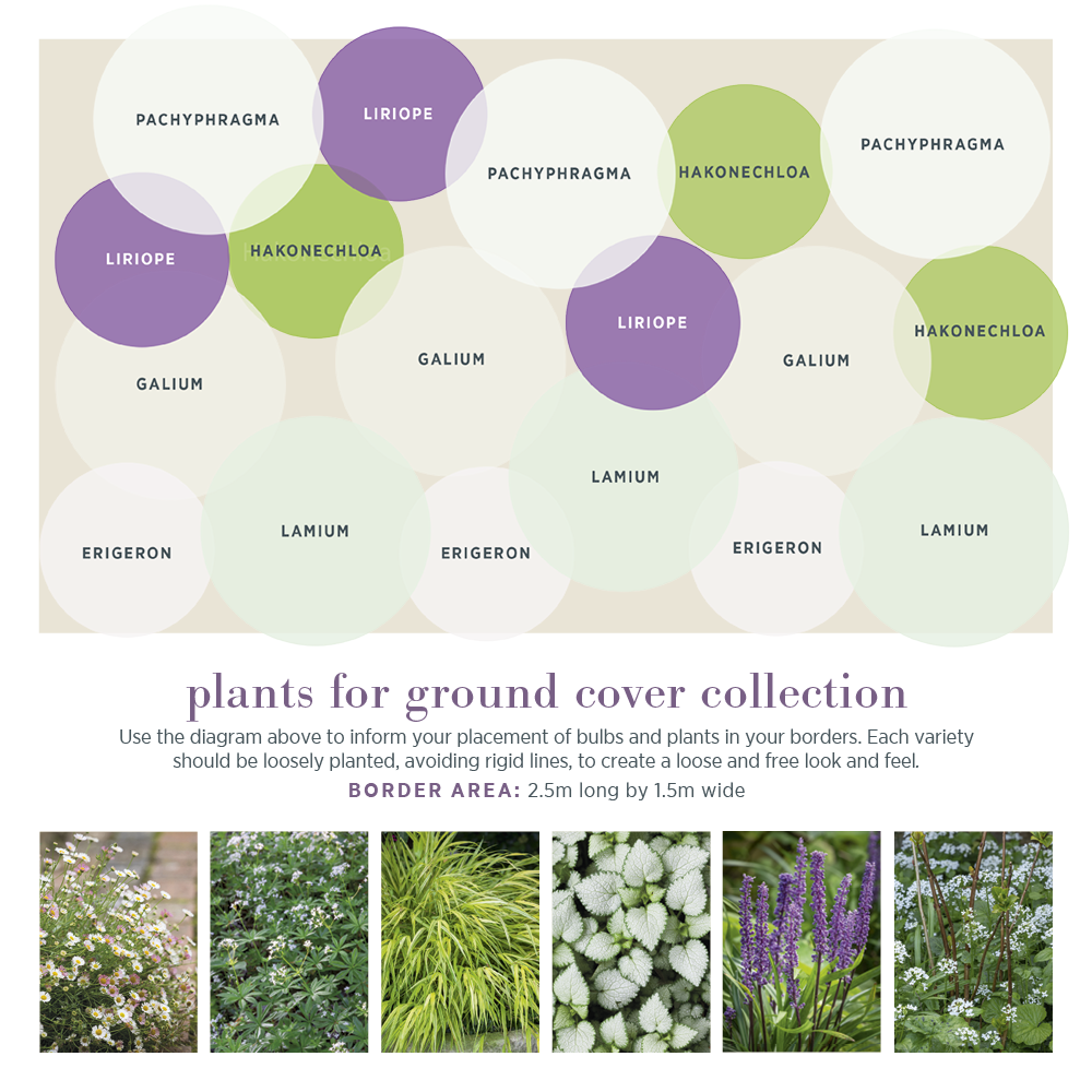 Plants for Ground Cover Border Collection
