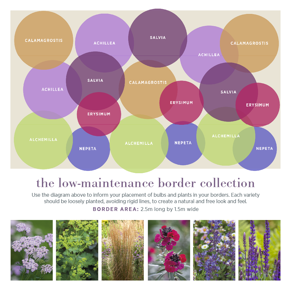 The Low Maintenance Border Collection