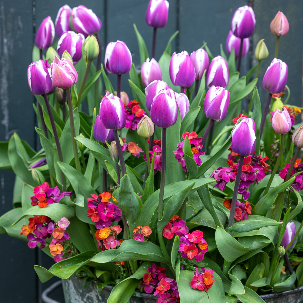 Tulip 'Librije'