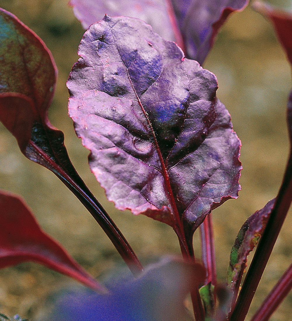 Beet Leaves 'Bull's Blood' (Beetroot)