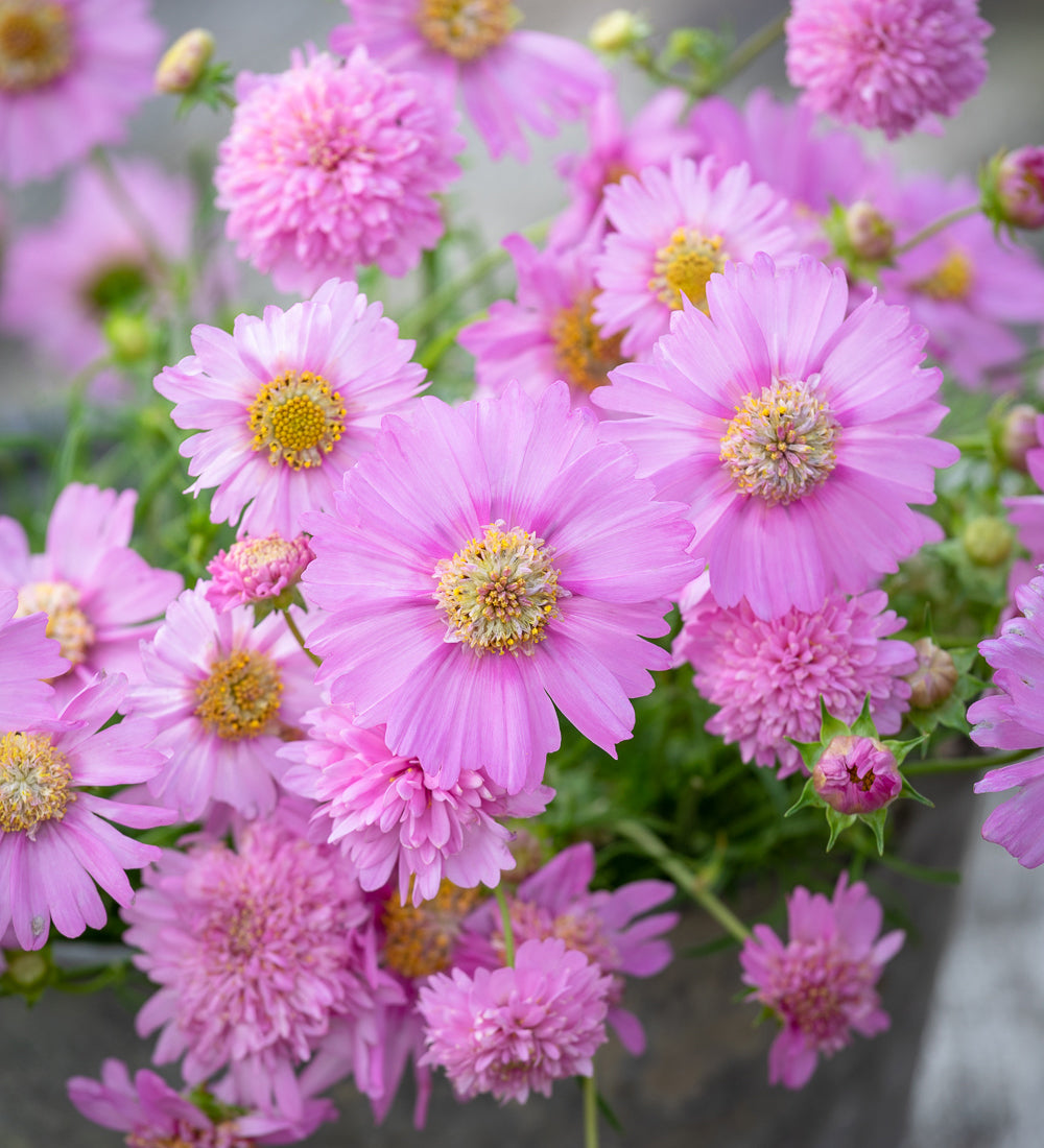 Cosmos bipinnatus 'Pink Popsocks'
