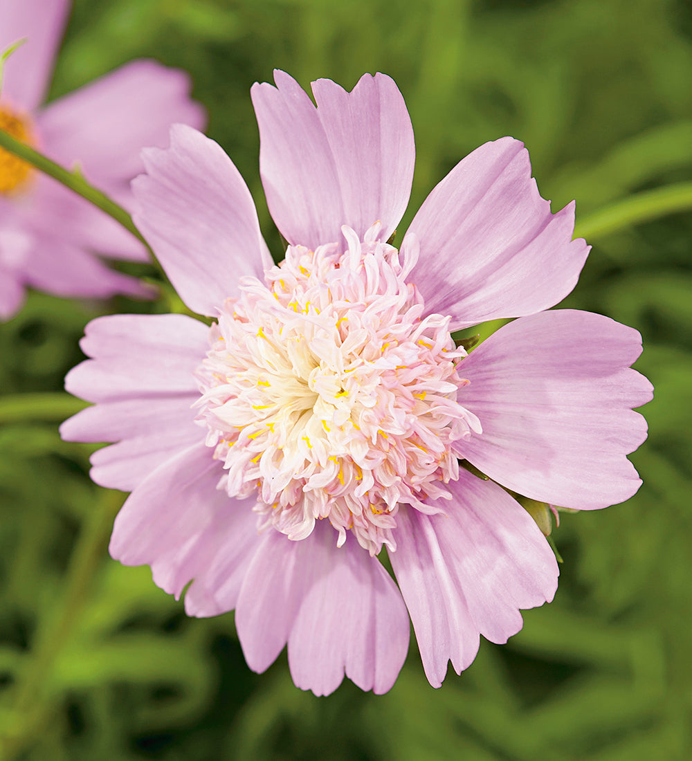 Cosmos bipinnatus 'Pink Popsocks'