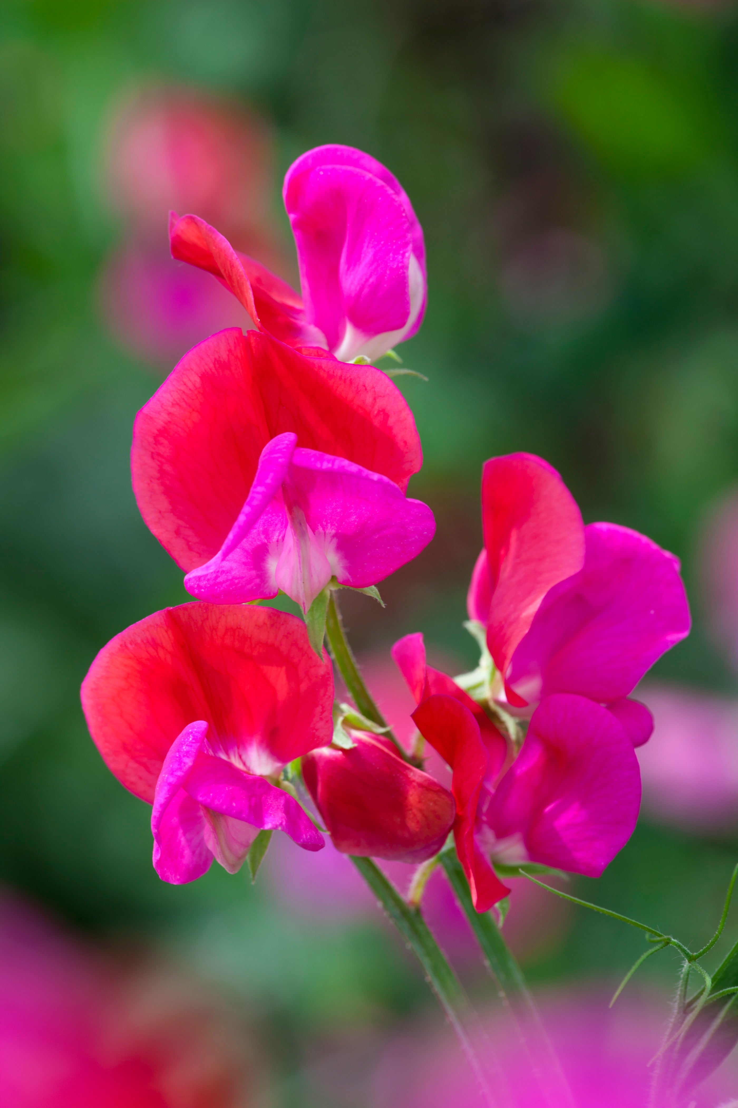 Full on Fragrance Sweet Pea Collection