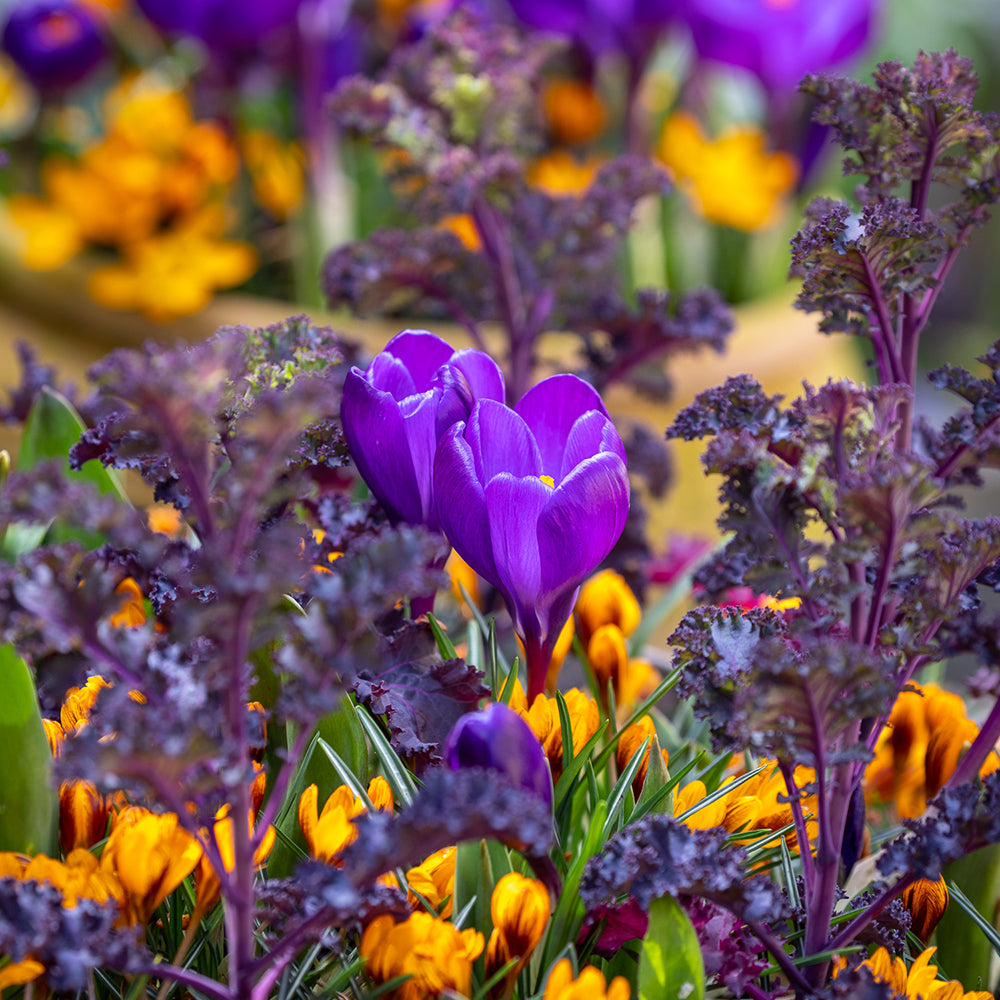 Arthur's Jaffa Cake Crocus Collection