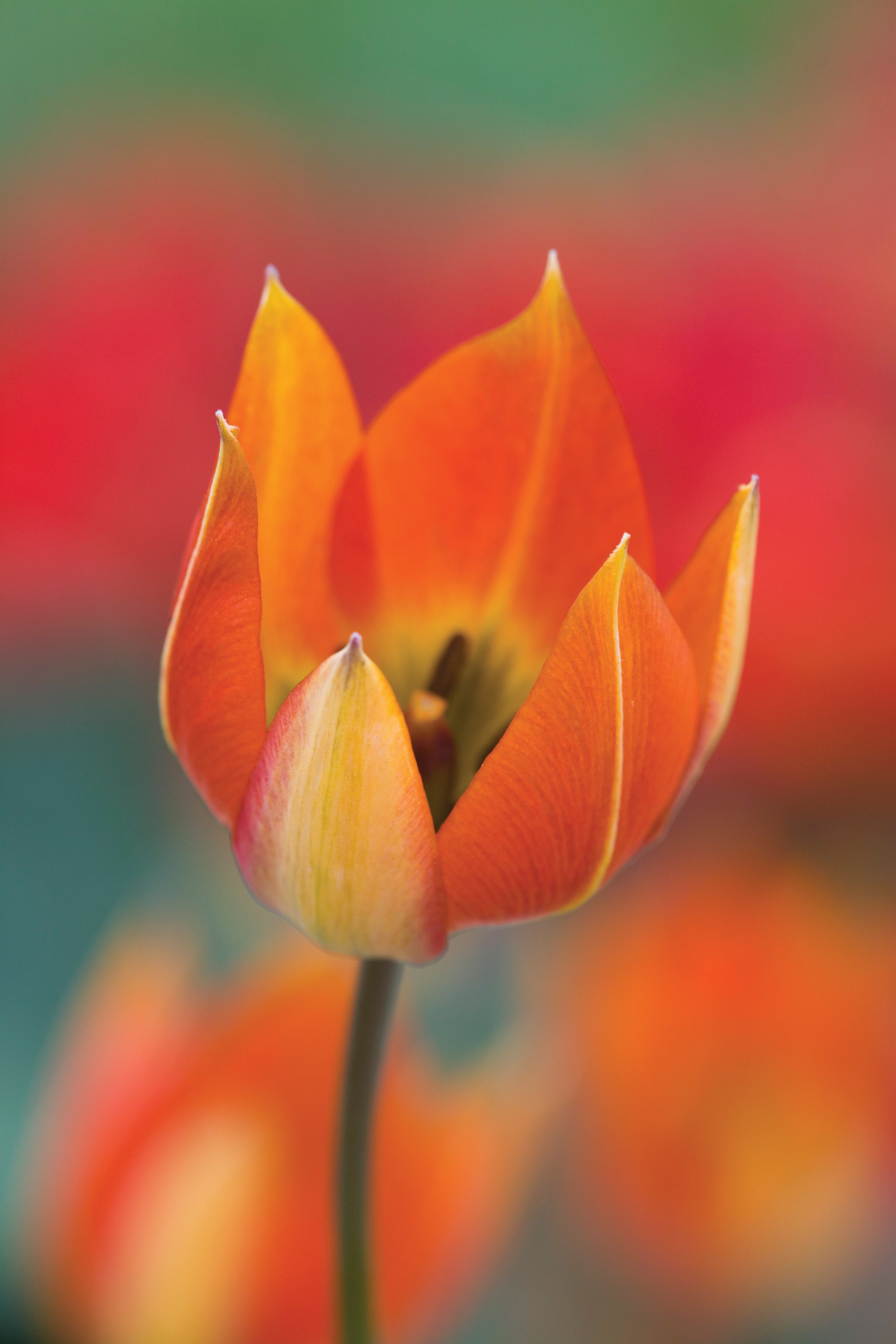 Tulips to Naturalise Collection
