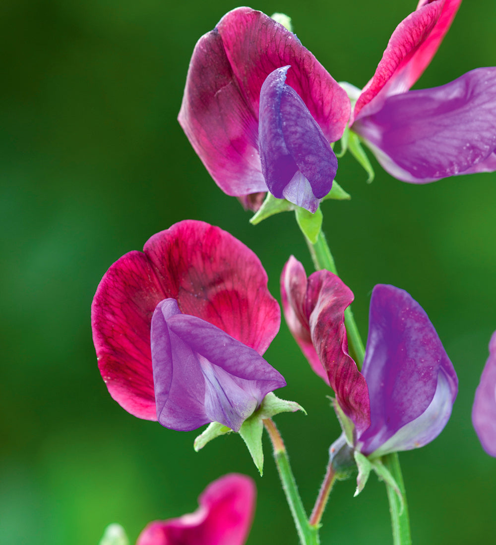 Sweet Pea 'Cupani'
