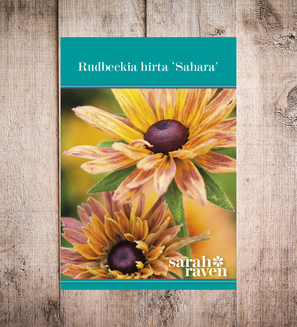 Rudbeckia hirta 'Sahara Mix'