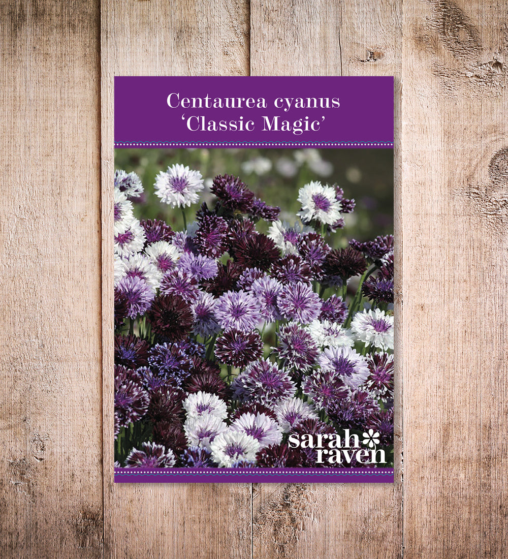Centaurea cyanus 'Classic Magic'