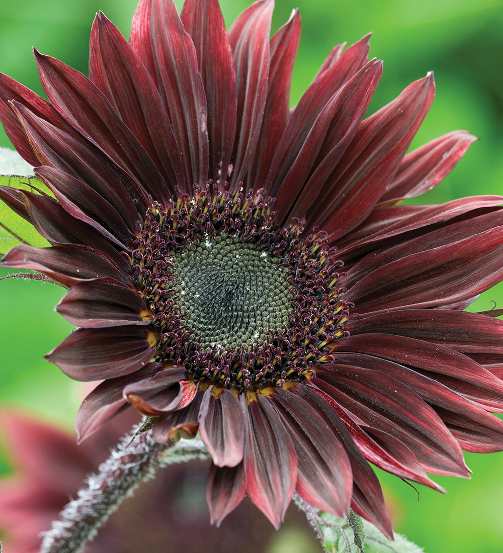 Sunflower Seed Collection