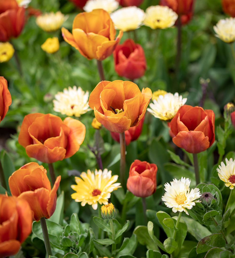 Calendula officinalis 'Snow Princess'